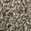 Pisces Enterprises Live Food Bulk Mini Bulk Large Crickets (150 Crickets)