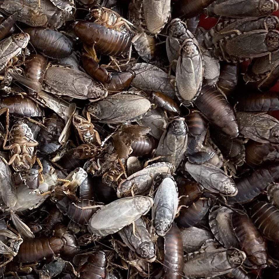 Pisces Enterprises Live Food Bulk Mini Bulk Large Woodies (100 Woodies)