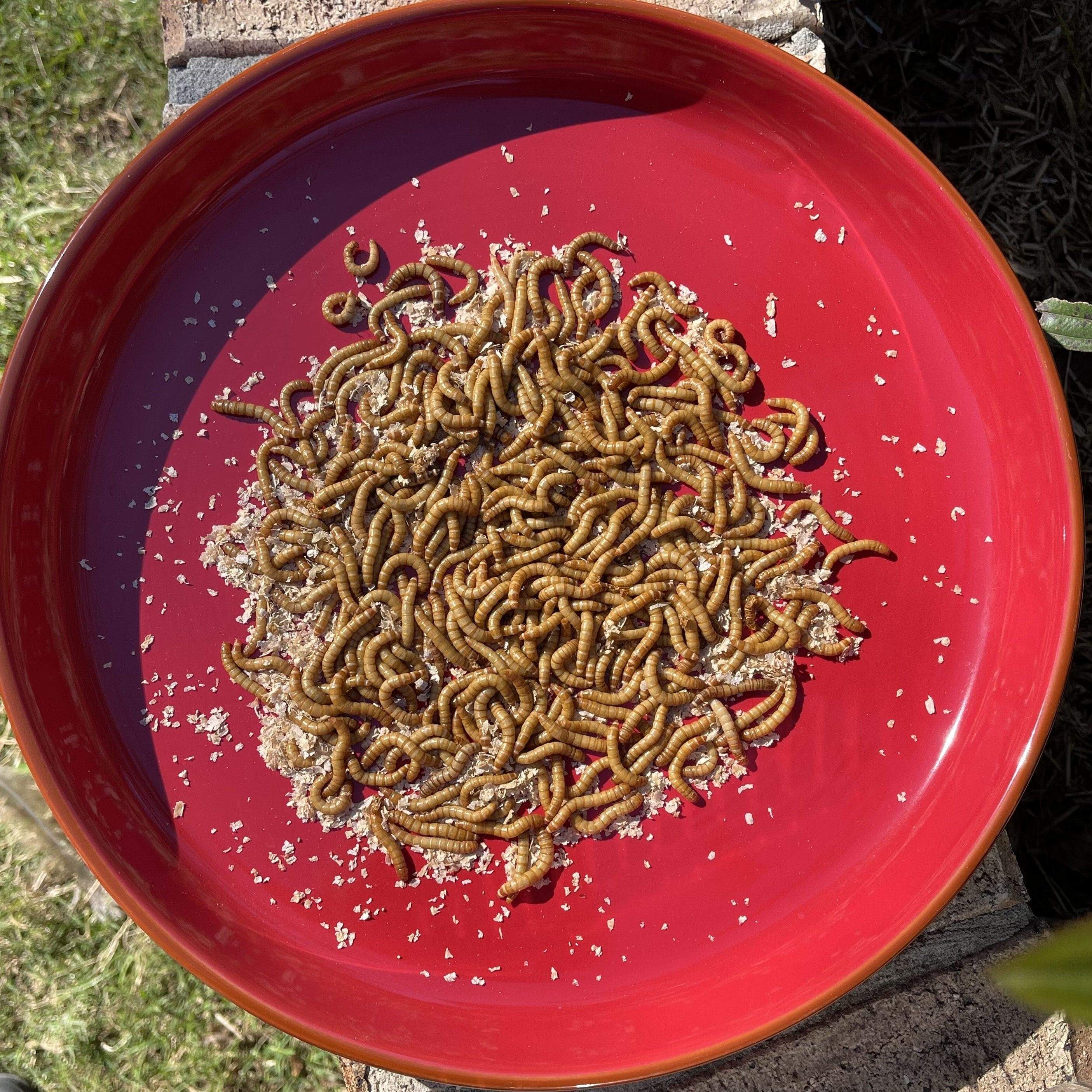 Pisces Enterprises Live Food Bulk Mini Bulk Mealworms - Regular 250g Pack