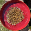 Load image into Gallery viewer, Pisces Enterprises Live Food Bulk Mini Bulk Mealworms - Regular 250g Pack