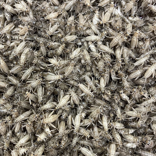 Pisces Enterprises Live Food Bulk Mini Bulk Medium Crickets (150 Crickets)