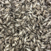 Load image into Gallery viewer, Pisces Enterprises Live Food Bulk Mini Bulk Medium Crickets (150 Crickets)