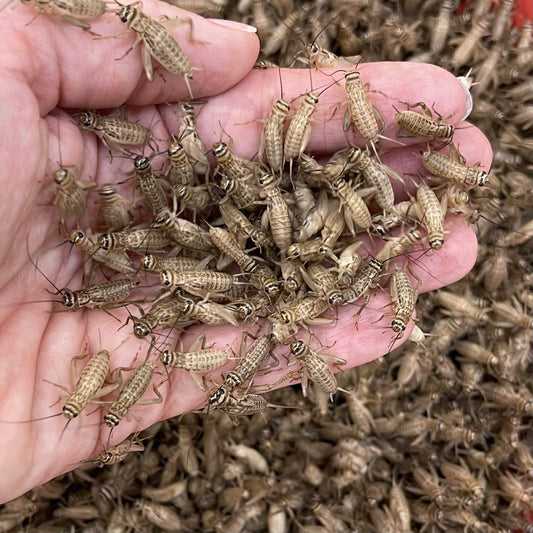 Pisces Enterprises Live Food Bulk Mini Bulk Medium Crickets (150 Crickets)