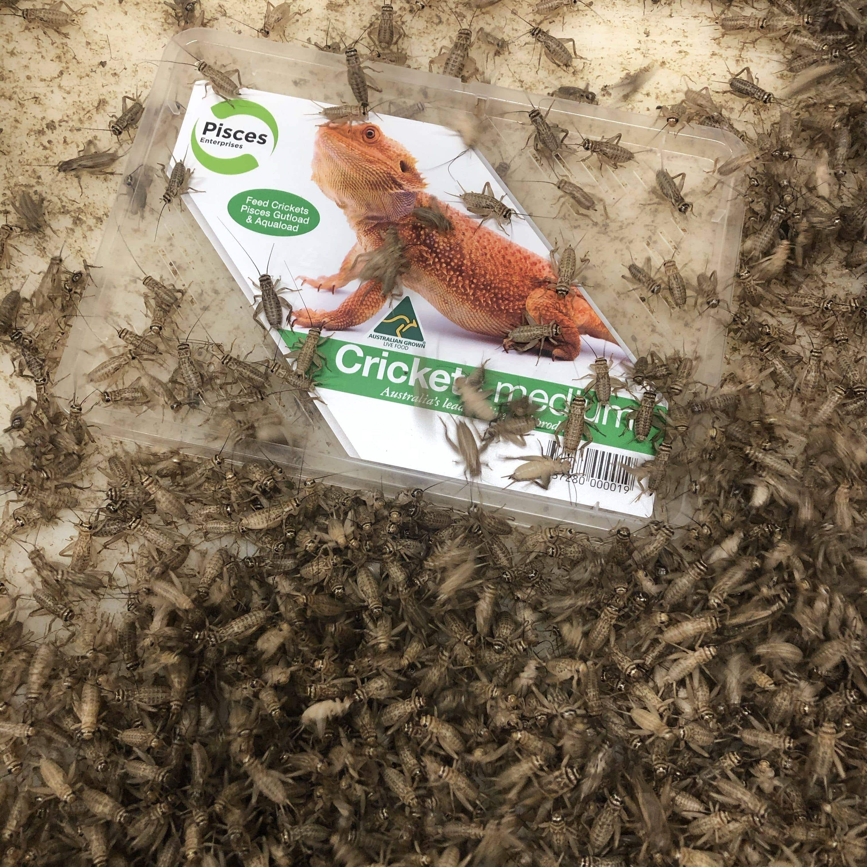 Pisces Enterprises Live Food Bulk Mini Bulk Medium Crickets (150 Crickets)