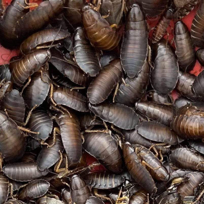 Buy Bulk Live Food Insects - Reptile Relam Australia – Reptile Realm