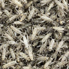 Pisces Enterprises Live Food Bulk Mini Bulk Small Crickets (500 Crickets)