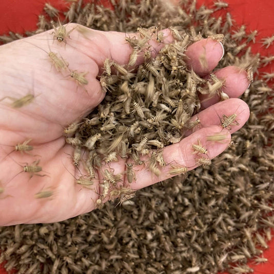Pisces Enterprises Live Food Bulk Mini Bulk Small Crickets (500 Crickets)
