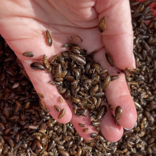 Pisces Enterprises Live Food Bulk Mini Bulk Small Woodies (250 Woodies)