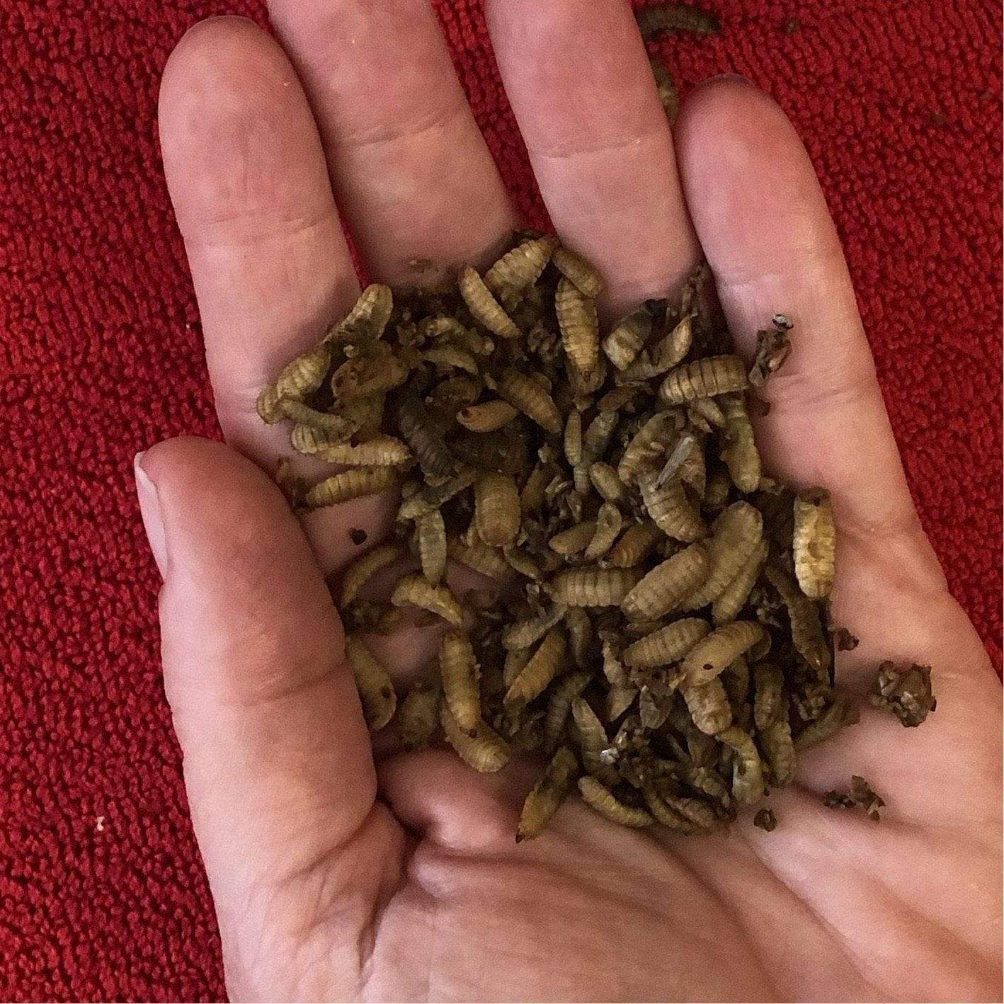 Pisces Enterprises Live Food Bulk Mini Bulk Vitaworms Black Soldier Fly Larvae 100g