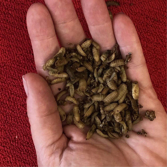 Pisces Enterprises Live Food Bulk Mini Bulk Vitaworms Black Soldier Fly Larvae 100g