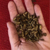 Pisces Enterprises Live Food Bulk Mini Bulk Vitaworms Black Soldier Fly Larvae 100g