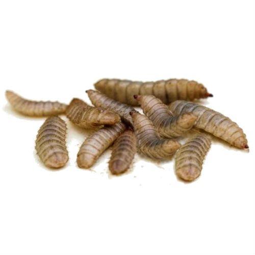 Pisces Enterprises Live Food Bulk Vitaworms Black Soldier Fly Larvae 100g