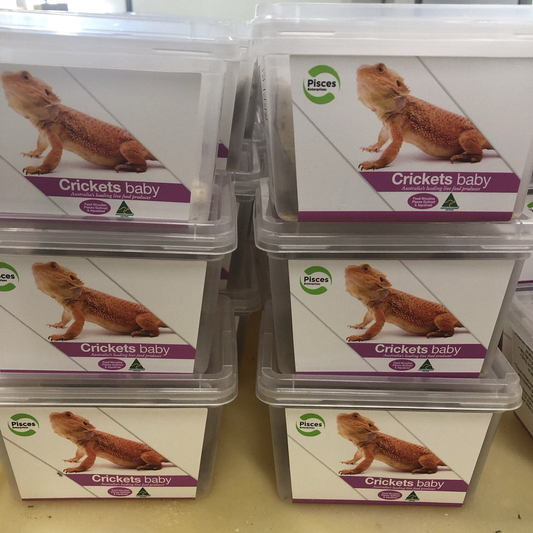 All Live Food Insects - Reptile Realm Australia