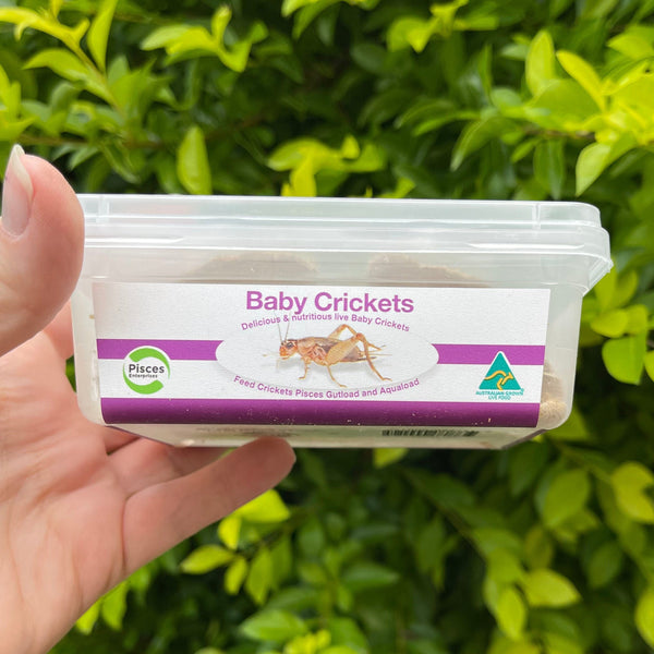 Baby Cricket Tub - Farm Fresh insects delivered fast – Reptile Realm