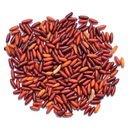 Pisces Enterprises Live Food Tub Deactivated Fly Pupae 100g