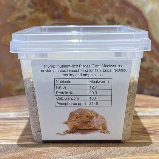 Pisces Enterprises Live Food Tub Giant Mealworms - Zophobas morio 25g Tub