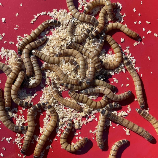 Pisces Enterprises Live Food Tub Giant Mealworms - Zophobas morio 25g Tub