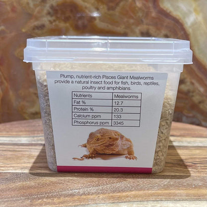 Pisces Enterprises Live Food Tub Giant Mealworms - Zophobas morio 50g Tub