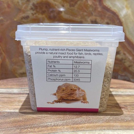 Pisces Enterprises Live Food Tub Giant Mealworms - Zophobas morio 50g Tub