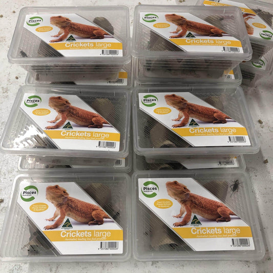 Pisces Enterprises Live Food Tub Large Cricket Tub