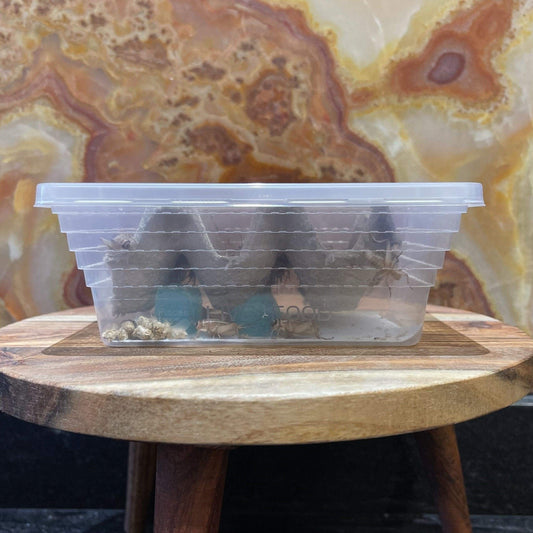 Pisces Enterprises Live Food Tub Large Cricket Tub