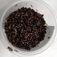 Pisces Enterprises Live Food Tub Live Fly Pupae 100g