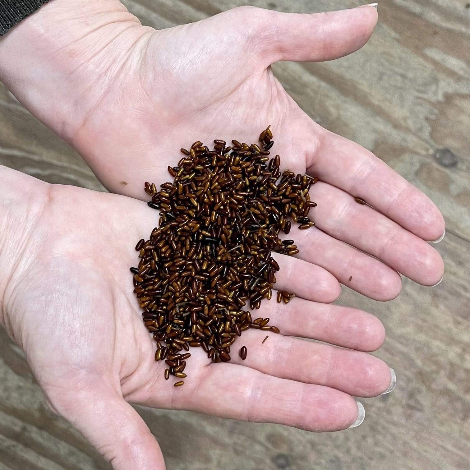 Pisces Enterprises Live Food Tub Live Fly Pupae 25g