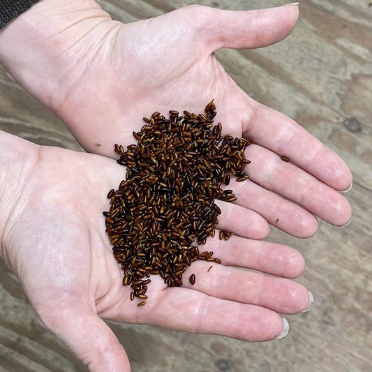 Pisces Enterprises Live Food Tub Live Fly Pupae 25g