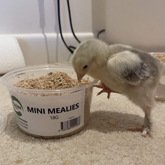 Pisces Enterprises Live Food Tub Mealworms - Mini Mealies 18g Tub