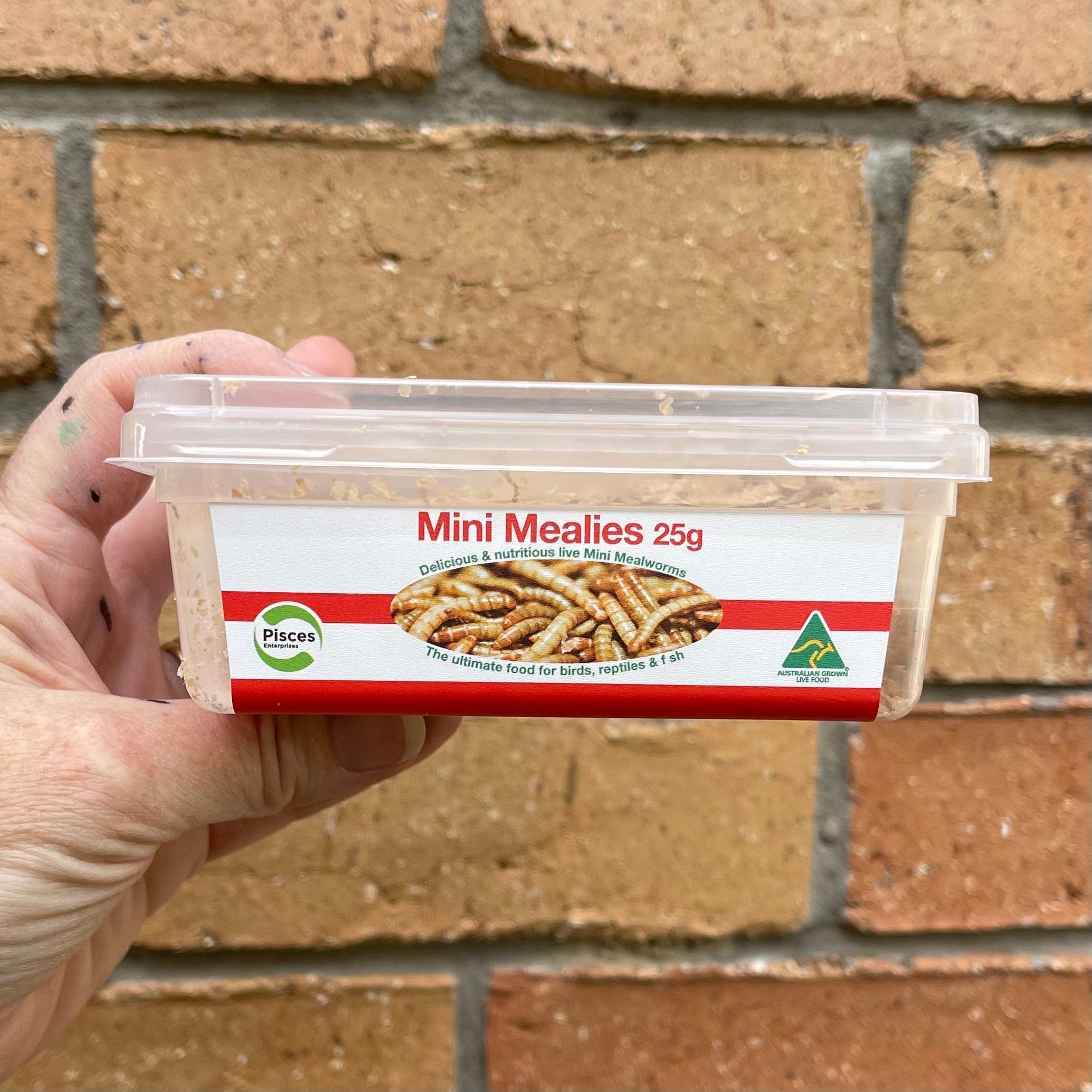 Pisces Enterprises Live Food Tub Mealworms - Mini Mealies 25g Tub