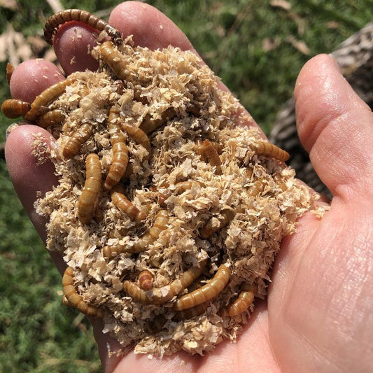 Pisces Enterprises Live Food Tub Mealworms - Regular 100g Tub