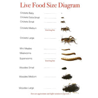 Pisces Enterprises Live Food Tub Mealworms - Regular 10g Tub