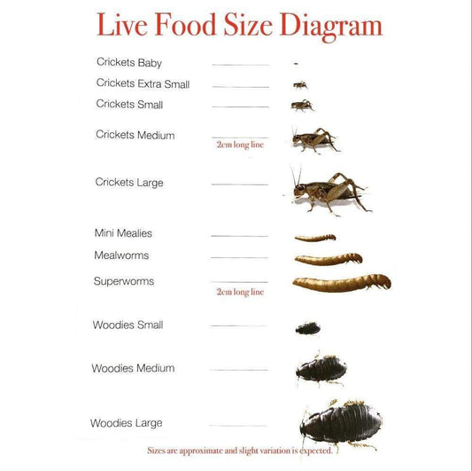 Pisces Enterprises Live Food Tub Mealworms - Regular 10g Tub
