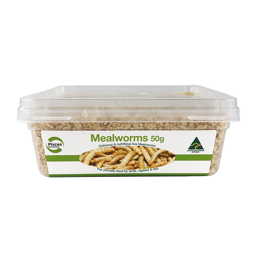 Pisces Enterprises Live Food Tub Live Food Mealworms - Regular 50g Tub