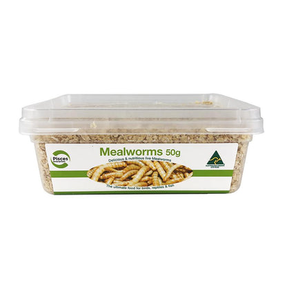Pisces Enterprises Live Food Tub Live Food Mealworms - Regular 50g Tub