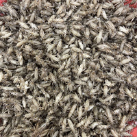 Pisces Enterprises Live Food Tub Medium Cricket Tub
