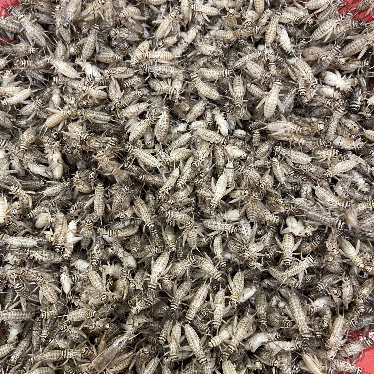 Pisces Enterprises Live Food Tub Medium Cricket Tub