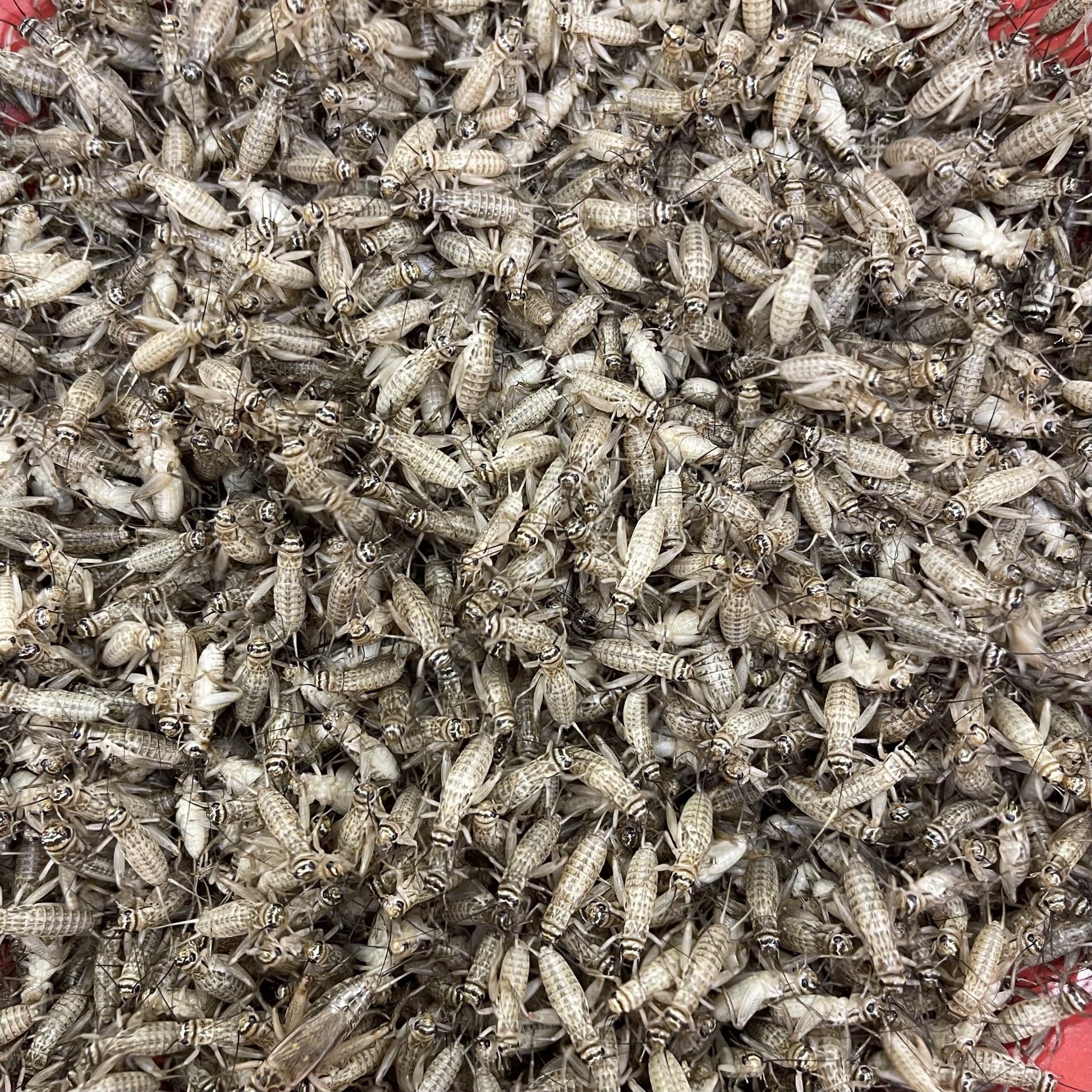 Pisces Enterprises Live Food Tub Medium Cricket Tub