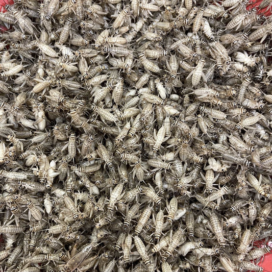 Pisces Enterprises Live Food Tub Medium Cricket Tub
