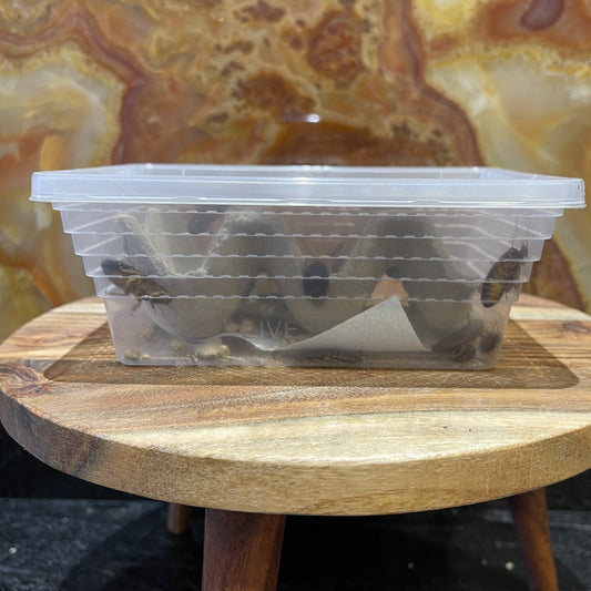 Pisces Enterprises Live Food Tub Medium Woodies Tub