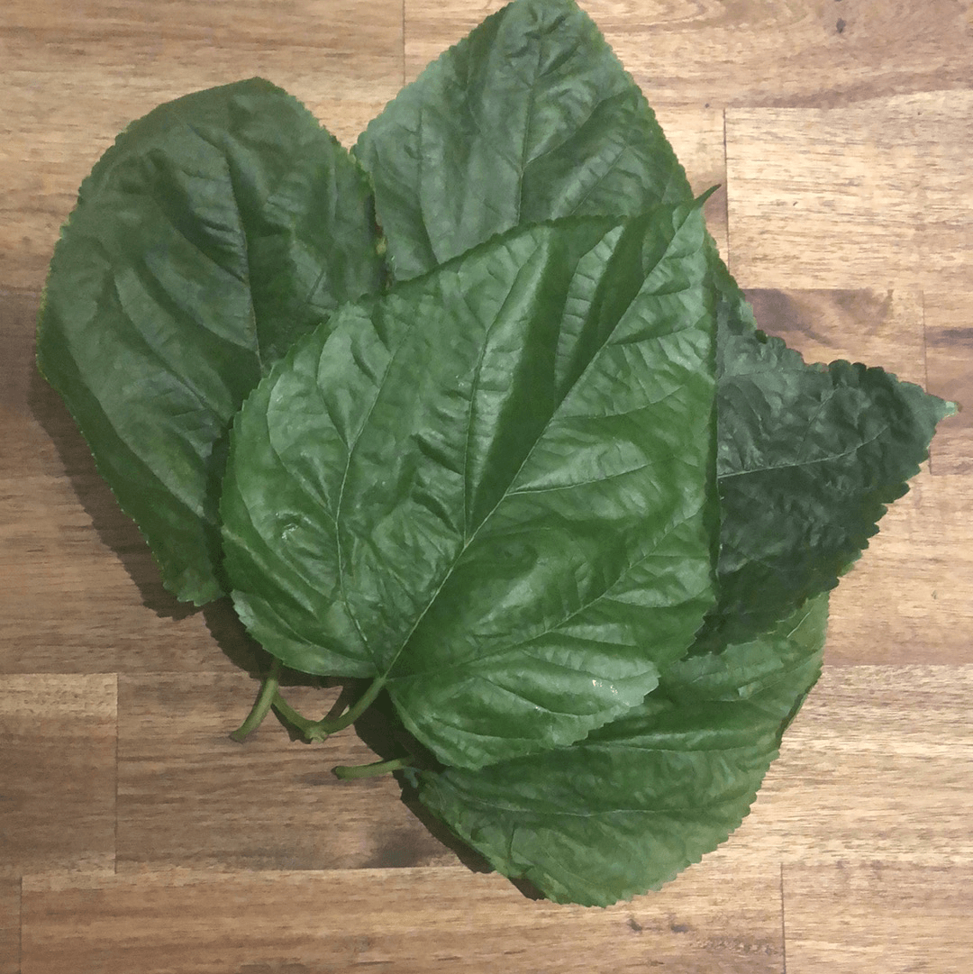 Pisces Enterprises Live Food Tub Mulberry Leaves for Silkworms - 10 leaf pack