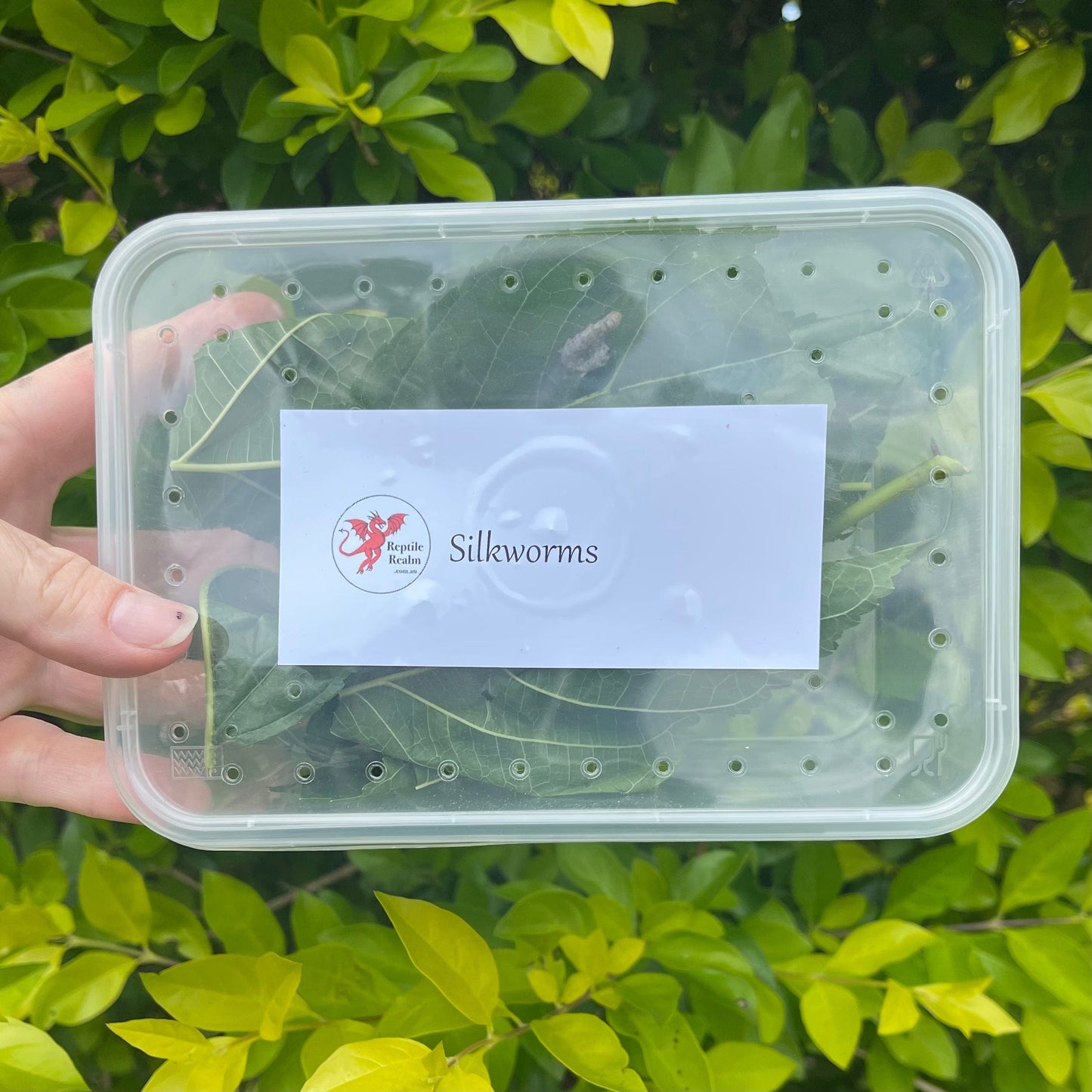 Pisces Enterprises Live Food Tub Silkworms - 10 worm tub