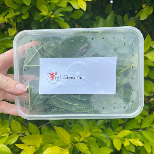 Pisces Enterprises Live Food Tub Silkworms - 10 worm tub