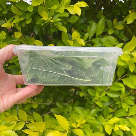 Pisces Enterprises Live Food Tub Silkworms - 10 worm tub
