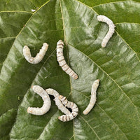 Pisces Enterprises Live Food Tub Silkworms - 10 worm tub - Temporarily Unavailable
