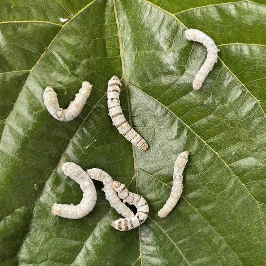 Pisces Enterprises Live Food Tub Silkworms - 10 worm tub - Temporarily Unavailable