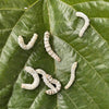 Load image into Gallery viewer, Pisces Enterprises Live Food Tub Silkworms - 10 worm tub - Temporarily Unavailable