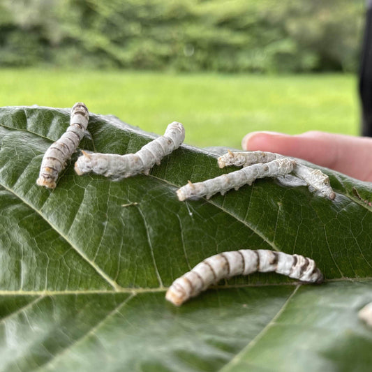 Pisces Enterprises Live Food Tub Silkworms - 10 worm tub - Temporarily Unavailable