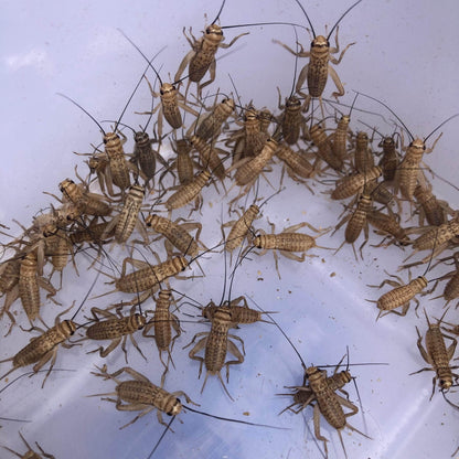 Pisces Enterprises Live Food Tub Small Cricket Tub