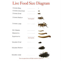 Pisces Enterprises Live Food Tub Superworms 100g Tub